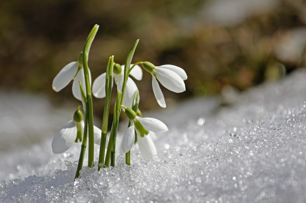 spring, snowdrop, flower-1166564.jpg