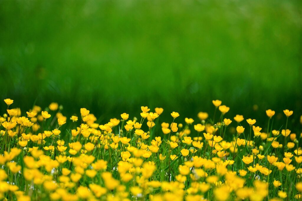 buttercups, beautiful flowers, flower-6225833.jpg