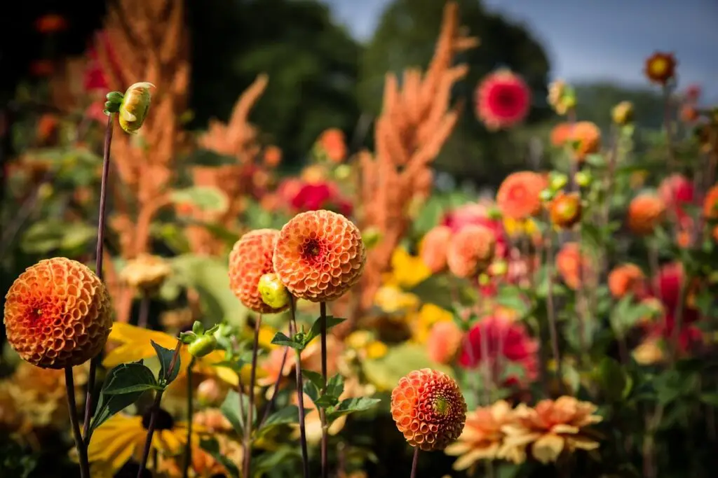 dahlias, pompon dahlias, flower wallpaper-5578683.jpg