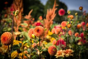 dahlias, pompon dahlias, flower wallpaper-5578683.jpg