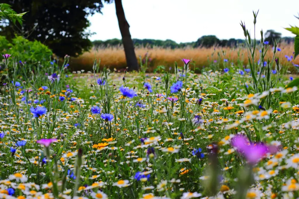 A colorful wildflower meadow with diverse blossoms creating a vibrant summer scene.