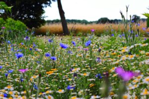 A colorful wildflower meadow with diverse blossoms creating a vibrant summer scene.